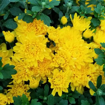 FALL MUM PATIO PLANTER Yellow/ Gold - 13" POT