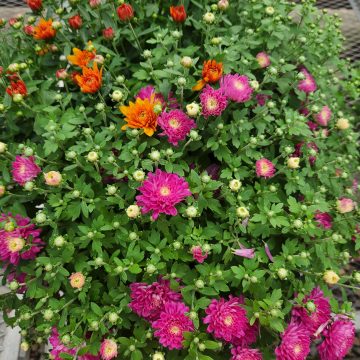 FALL MUM PATIO PLANTER Tricolor Mix - 13" Pot