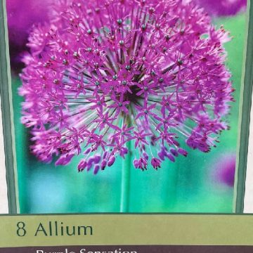 ALLIUM 'PURPLE SENSATION'- 8 BULBS PER PACKAGE