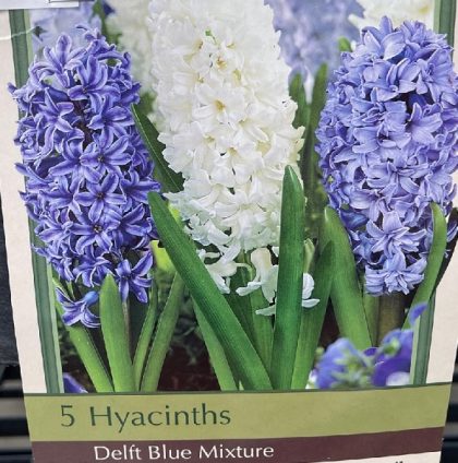 HYACINTH 'DELFT BLUE MIX' - 8 BULBS PER PACKAGE