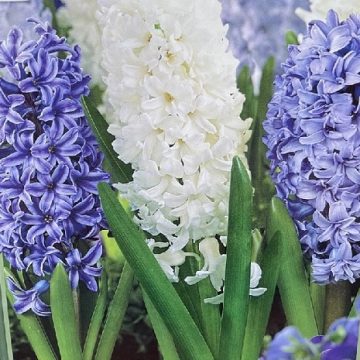 Hyacinth 'Delft Blue Mix' - 5 Bulbs Per Package