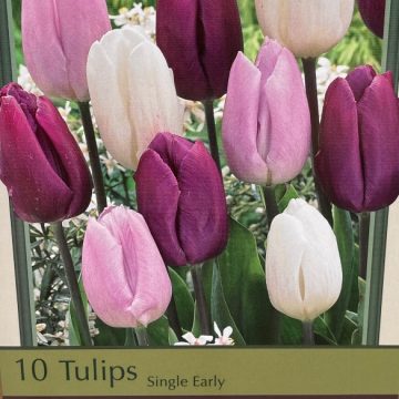 TULIP 'DUTCH PRINCE MIX' - 10 BULBS PER PACKAGE