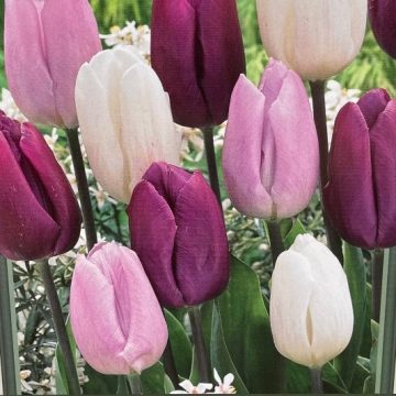 Tulip 'Dutch Prince Mixture' - 7 Bulbs Per Package