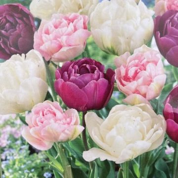 Tulip 'Double Dutch Mixture' - 7 Bulbs Per Package