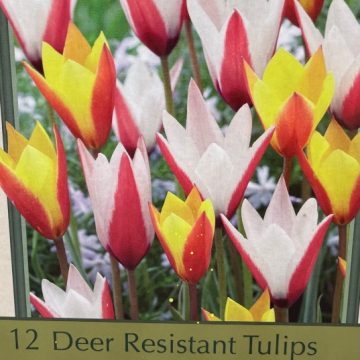 TULIP 'CANDY CORN MIXTURE'- 12 BULBS PER PACKAGE