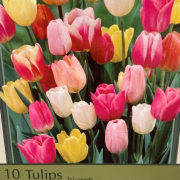TULIP 'RAINBOW MIXTURE' - 10 BULBS PER PACKAGE