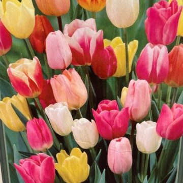 Tulip 'Rainbow Mixture' - 7 Bulbs Per Package