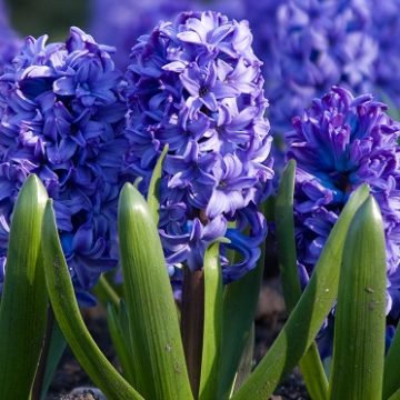 Individual Hyacinth Bulb, Assorted Colors