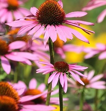 ECHINACEA 'MAGNUS', SIZE #1