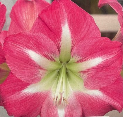 AMARYLLIS BULB, EXPOSURE®