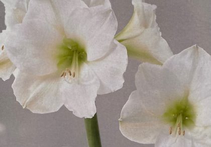 AMARYLLIS BULB, CHRISTMAS GIFT