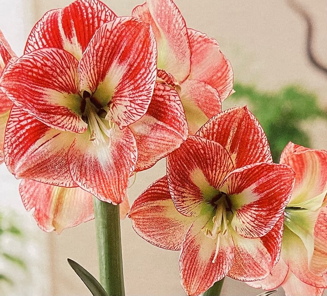 product-77616-1759495250-NB1232211688