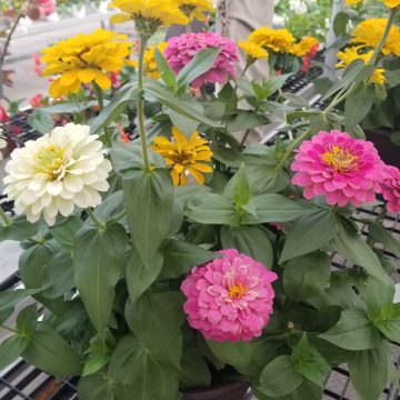 Zinnia Zesty™ Mixture- 10" Pot