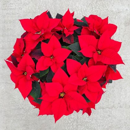 Poinsettia ‘Red’ – 8″