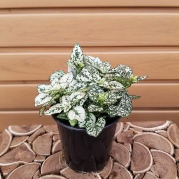 Hypoestes, White- 4"