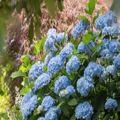 ENDLESS SUMMER HYDRANGEA #3