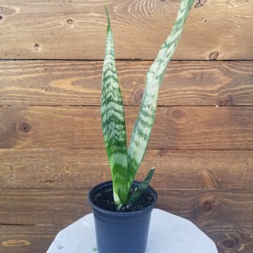 Sansevieria zeylanica- 4"