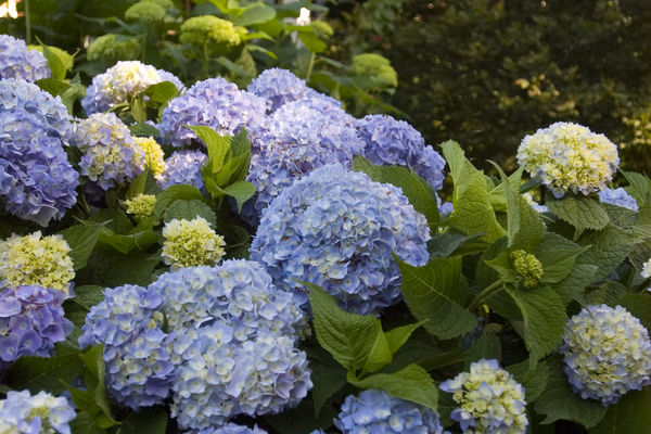 ENDLESS SUMMER HYDRANGEA, SIZE #2