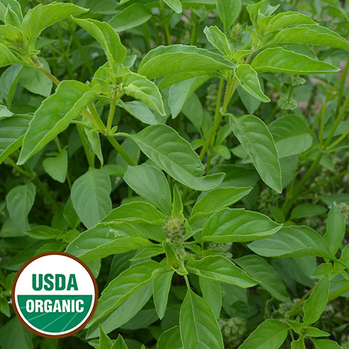 product-78423-1759503079-SSE1621A