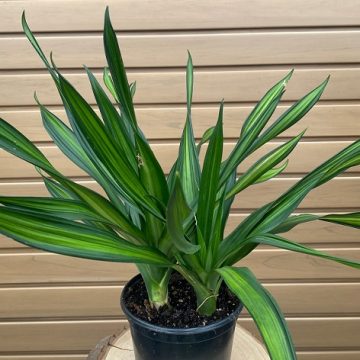 DRACAENA 'HAWAIIAN SUNSHINE' - 6"