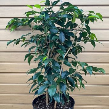 Ficus Benjamina- 8"