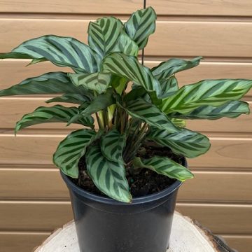 CALATHEA 'Leopardina' - 6"