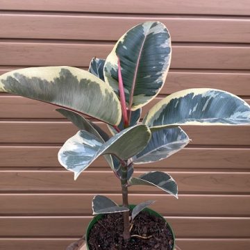 Ficus elastica 'Tineke' - 6" Pot