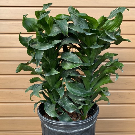 DRACAENA 'Janet Craig' - 8"