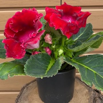 Gloxinia, Assorted Colors- 4"