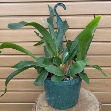 FERN 'Platycerium bifurcatum' - 8" Hanging Basket