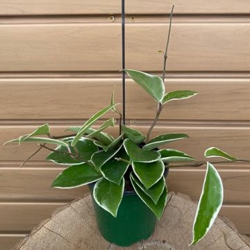 HOYA carnosa 'Krimson Queen'- 4"