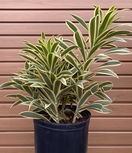 product-79393-1759498277-PLEO10