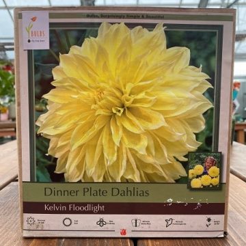 DAHLIA DINNER PLATE, KELVIN FLOODLIGHT- 2 CLUMPS
