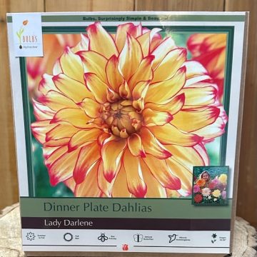 DAHLIA DINNER PLATE, LADY DARLENE- 2 CLUMPS