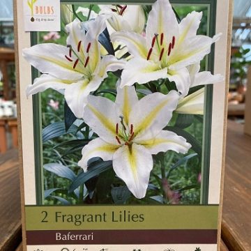 LILIUM DOUBLE ORIENTAL, BAFERRARI- 2 BULBS