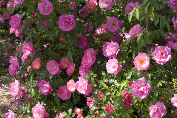 product-795-1759472524-BN39759