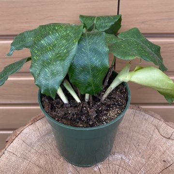 Calathea musaica 'Network' - 4"