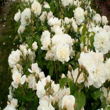 product-802-1759472535-BN81801