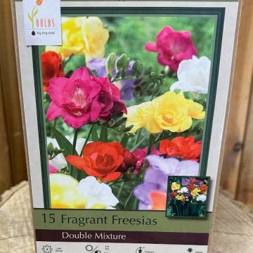 FREESIA DOUBLE MIXTURE- 15 BULBS