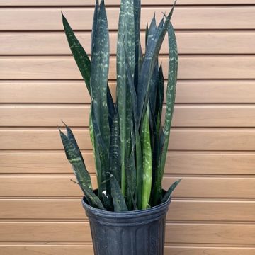 Sansevieria 'Black Coral' - 8"