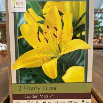 LILIUM ASIATIC, GOLDEN MATRIX - 2 BULBS
