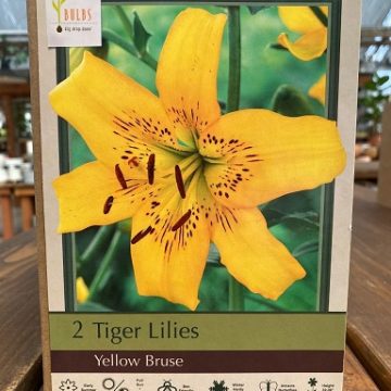 LILIUM LEICHTLINII 'YELLOW BRUCE' - 2 BULBS