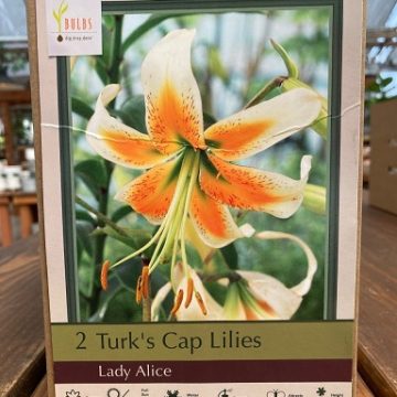 LILIUM TURKISH CAP 'LADY ALICE' - 2 BULBS