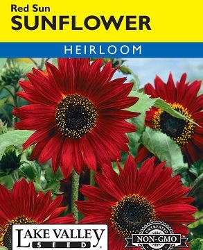 SUNFLOWER RED SUN