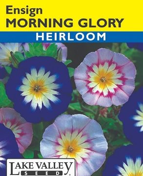 MORNING GLORY ENSIGN MIXED COLORS