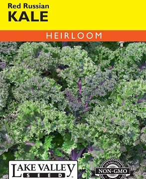 KALE RED RUSSIAN RAGGED JACK