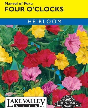 FOUR O'CLOCKS MARVEL OF PERU MIXED COLORS