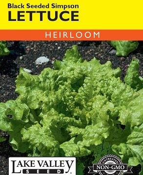 LETTUCE BLACK SEEDED SIMPSON