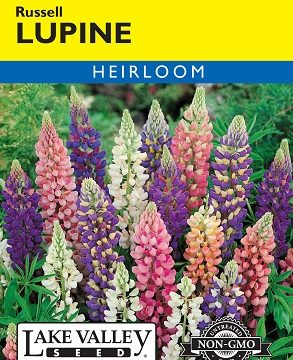 LUPINE RUSSELL MIXED COLORS