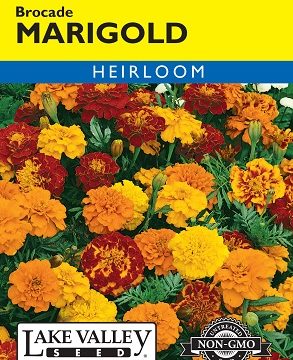 MARIGOLD BROCADE MIXED COLORS